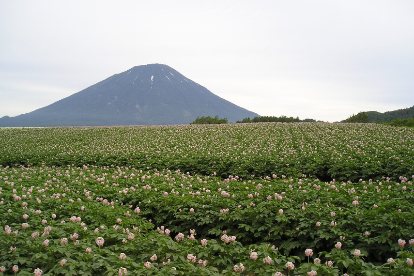 北海道サンファームの野菜畑